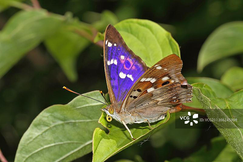 小席勒蝴蝶图片素材