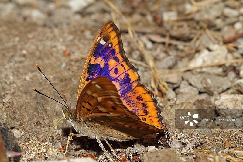 小席勒蝴蝶图片素材