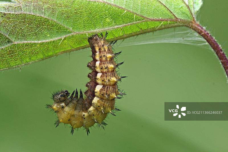 榆叶梅珍珠母蝴蝶，毛毛虫图片素材