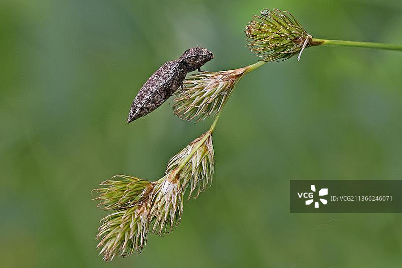 叩头虫图片素材