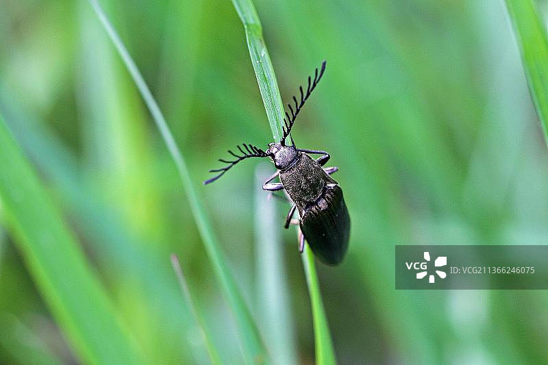 金属树皮叩头甲虫（雄性）图片素材