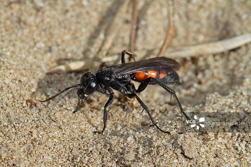 春天黄蜂图片素材