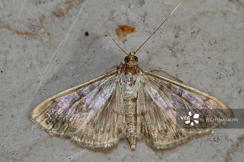 荨麻蛀虫图片素材