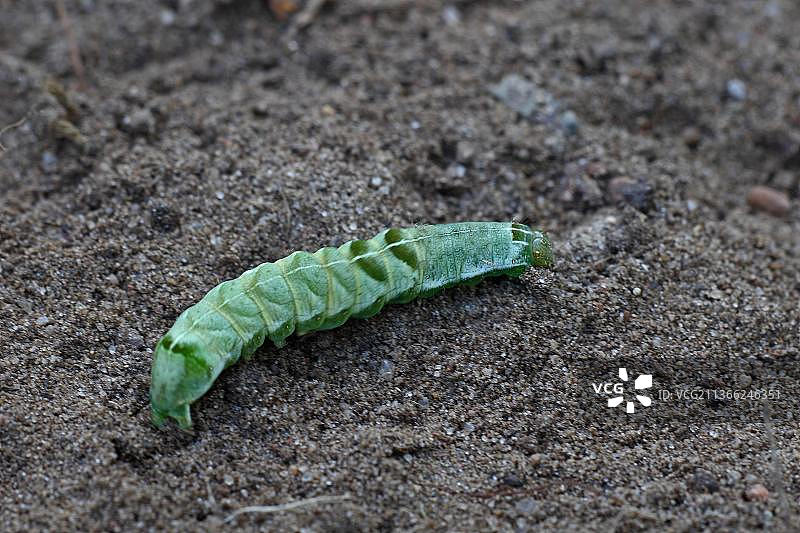 小蓬草猫头鹰和毛毛虫图片素材