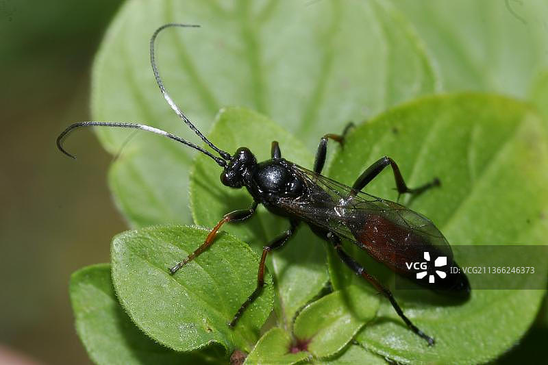 植物黄蜂图片素材