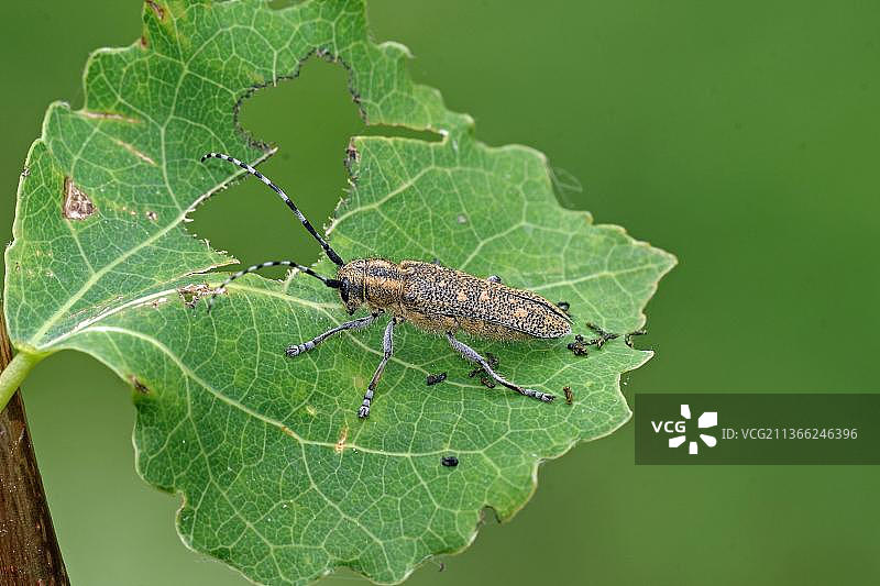 小白杨图片素材