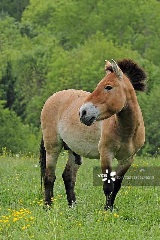 普氏野马图片素材
