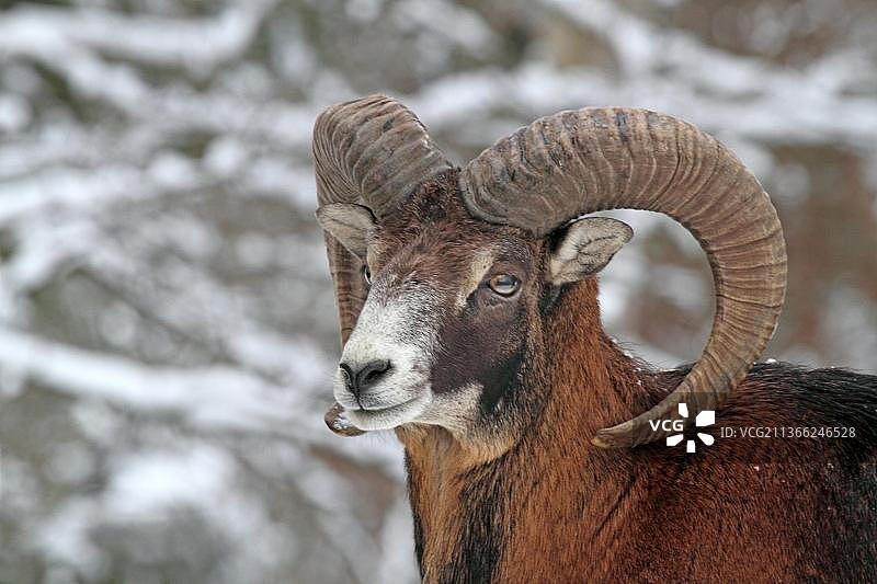 摩弗伦羊图片素材