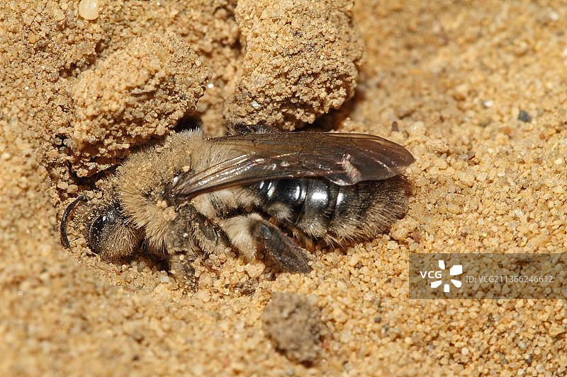 灰背矿蜂图片素材