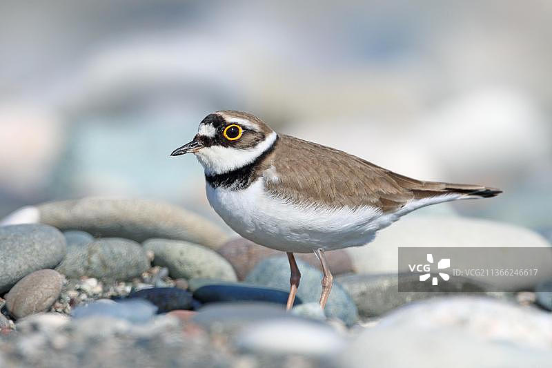 小环颈鸻图片素材