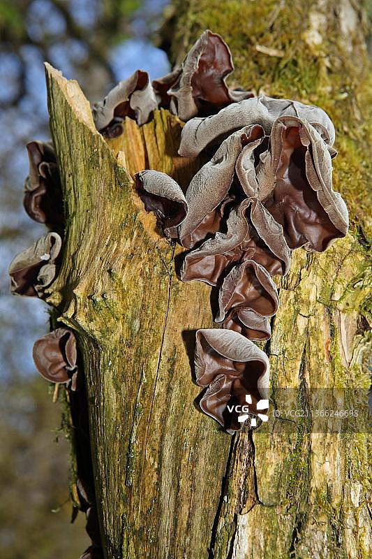 毛木耳图片素材