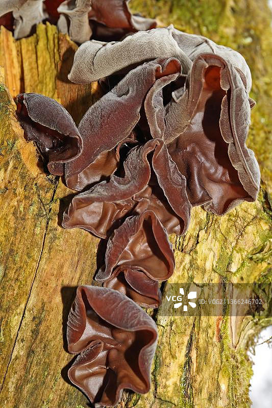 毛木耳图片素材