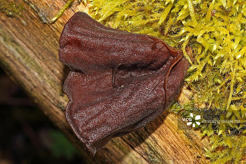 毛木耳图片素材