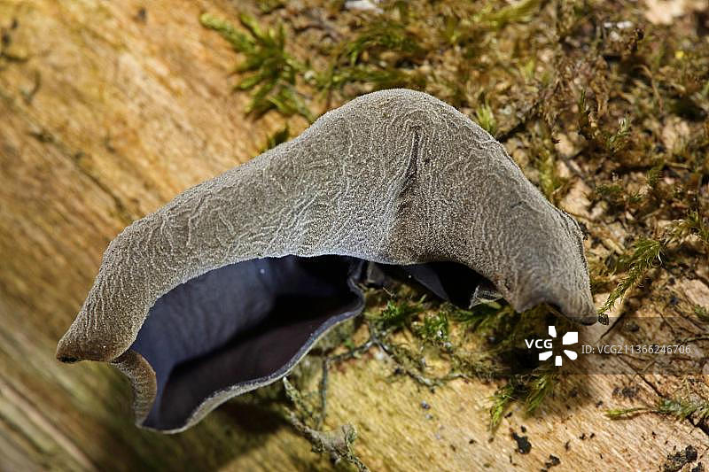 毛木耳图片素材