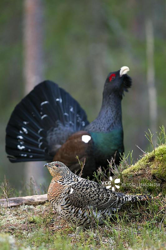 西方松鸡在针叶林中求偶图片素材
