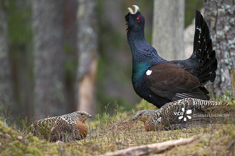 春夏时节，针叶林中雌性和雄性西方松鸡求偶图片素材