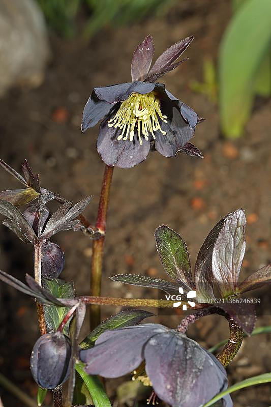 黑色圣诞玫瑰图片素材