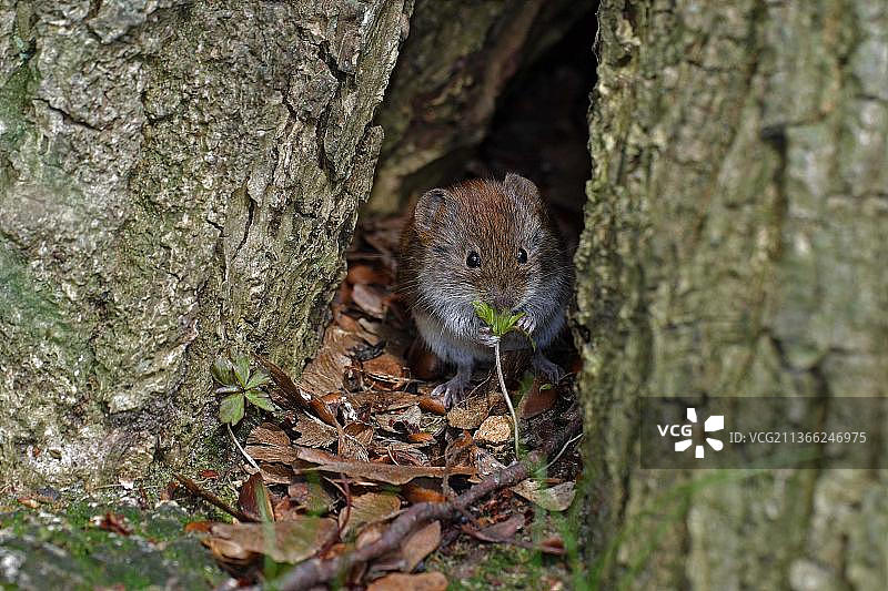 普通田鼠图片素材