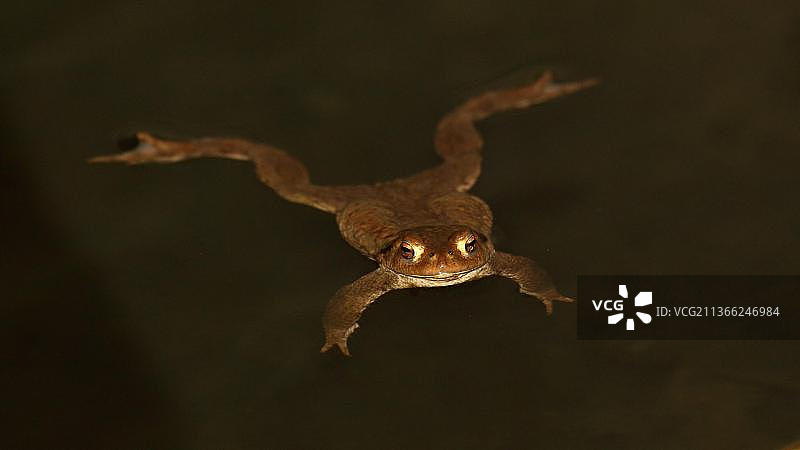 普通蟾蜍图片素材