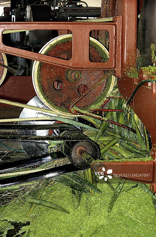 马达加斯加锡萨尔麻绳工厂图片素材