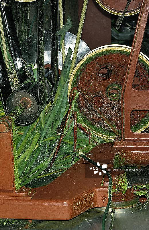 龙舌兰植物的绳索，在马达加斯加陶兰纳鲁的工厂图片素材