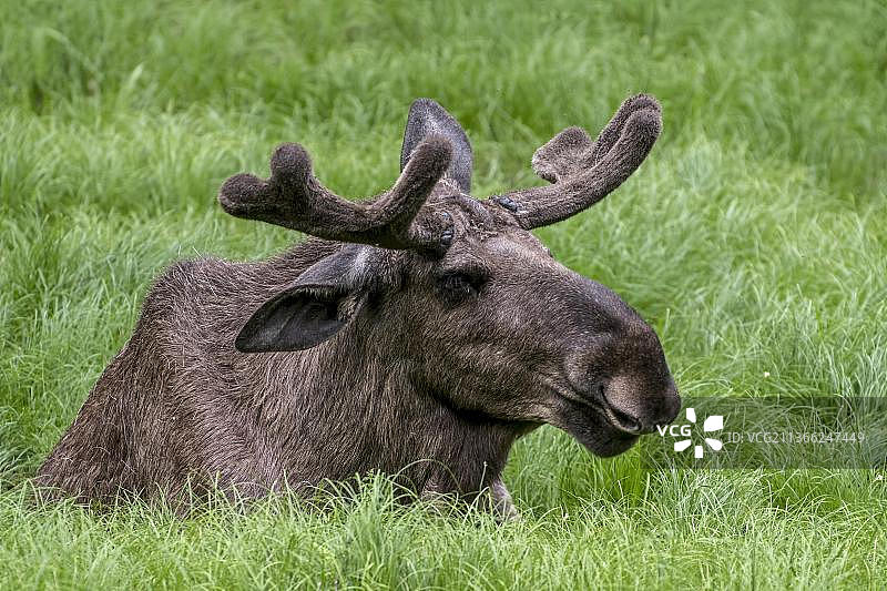 带角的驼鹿图片素材