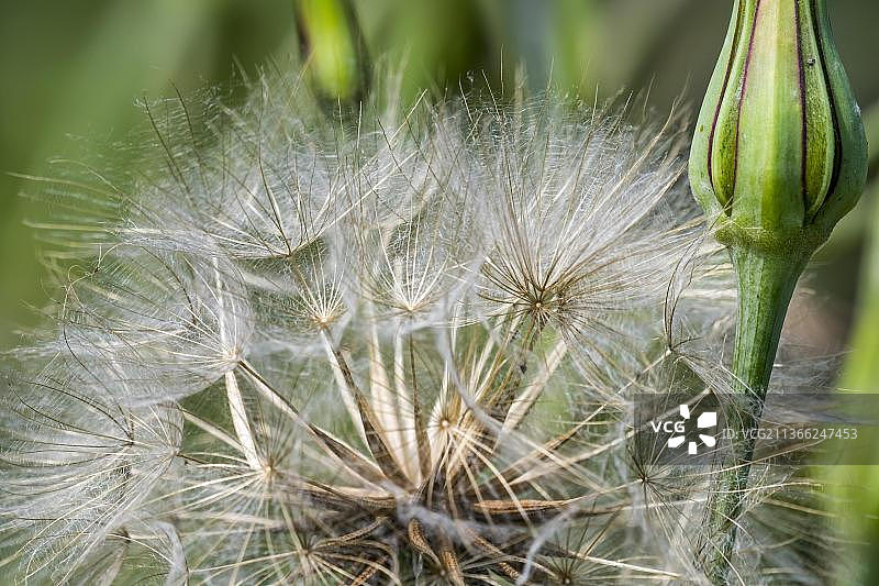 午间花朵：草甸婆罗门参图片素材