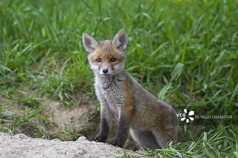 可爱的红色小狐狸在春天洞穴入口处图片素材