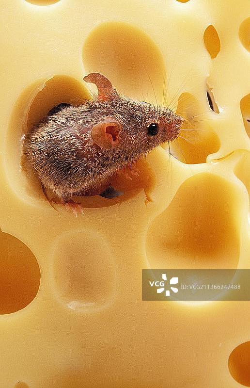 成年家鼠在奶酪里图片素材