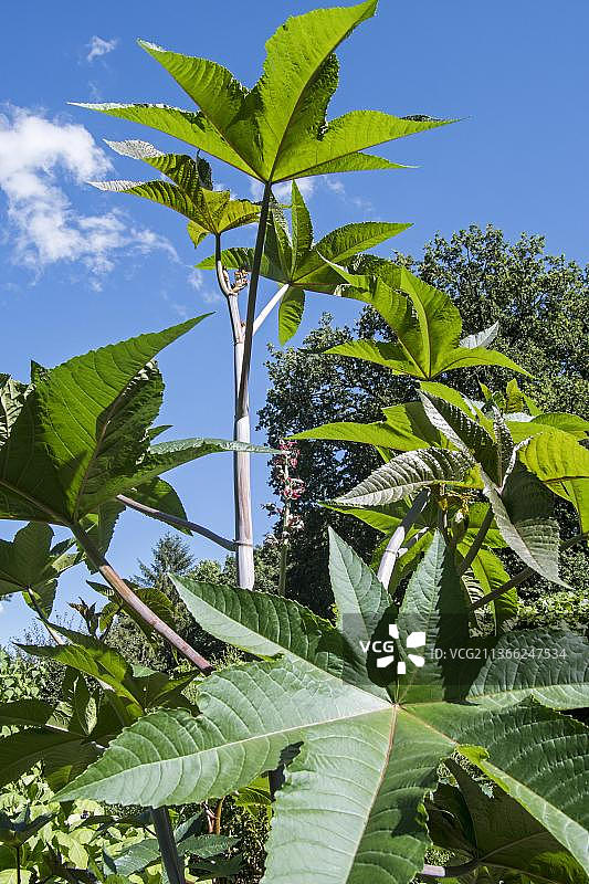 蓖麻图片素材