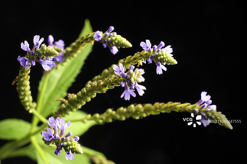 马鞭草（药用马鞭草）图片素材