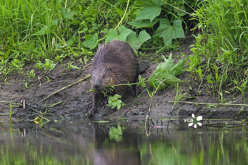 欧亚河狸在池塘边拖着带叶子的植物到水中作为食物图片素材