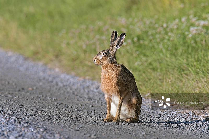 坐在泥路上的欧洲野兔图片素材