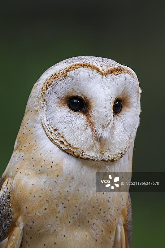 谷仓猫头鹰面部特写图片素材