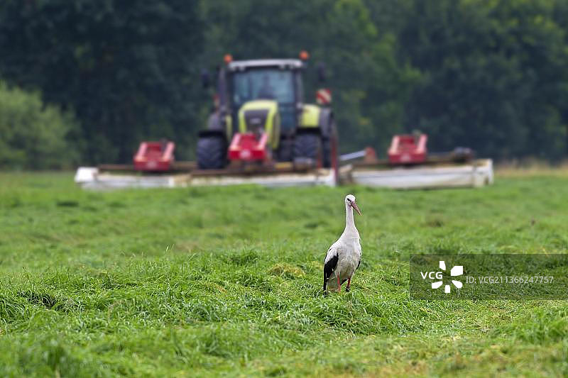 白鹳在草地上捕食昆虫图片素材