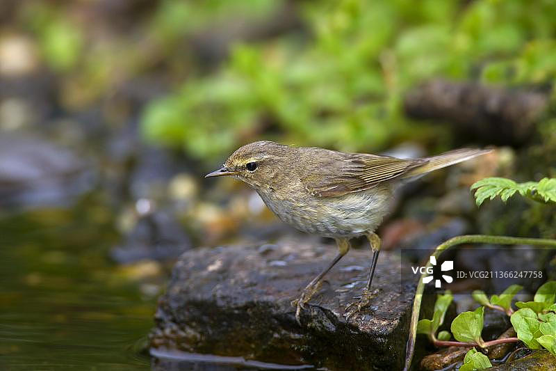 柳莺栖息在池塘边的岩石上图片素材