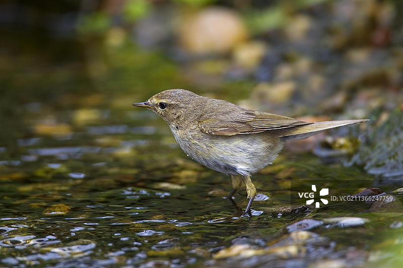柳莺（Phylloscopus trochilus）在溪流中饮水图片素材