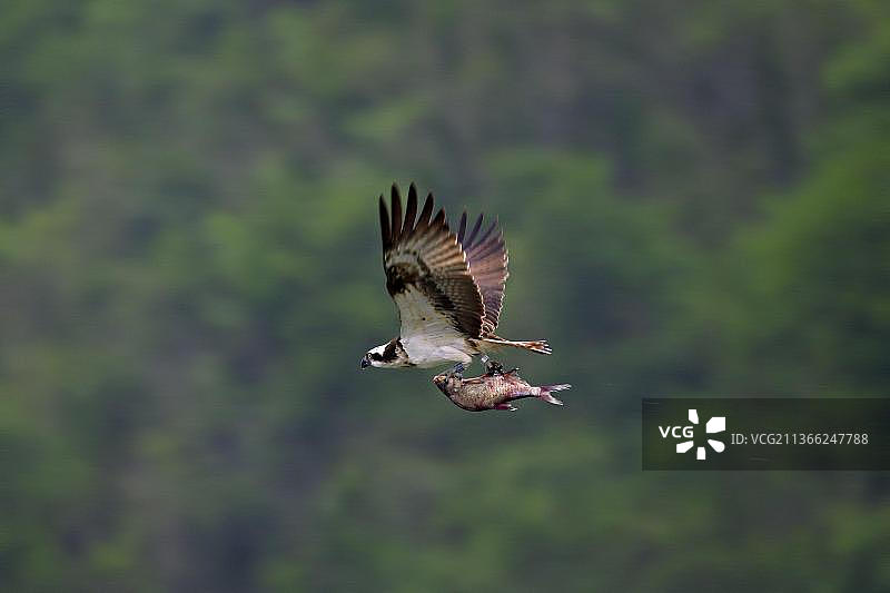 白腹海雕（Pandion haliaetus）飞过森林，爪中抓着捕获的鱼图片素材