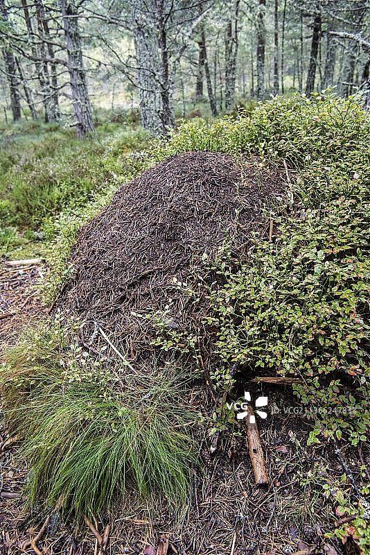 森林中由针叶树针叶制成的红林蚁、红木蚁（Formica rufa）的古老蚁丘图片素材