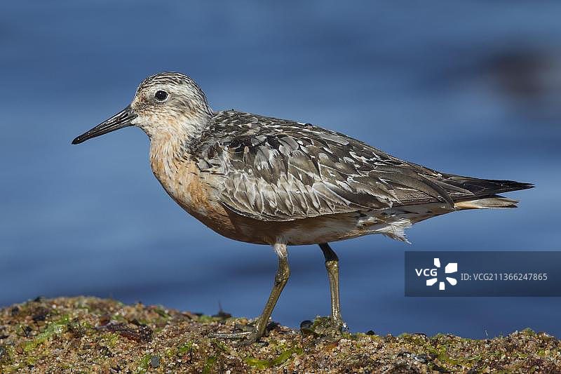 在波罗的海沿岸觅食的红色红结鹬（夏末羽毛）图片素材