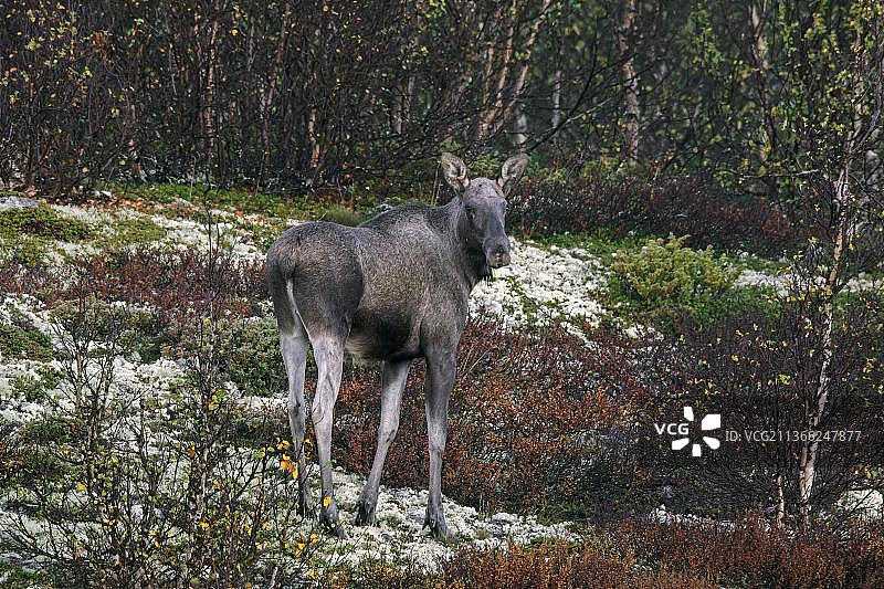 北欧针叶林中觅食的驼鹿图片素材