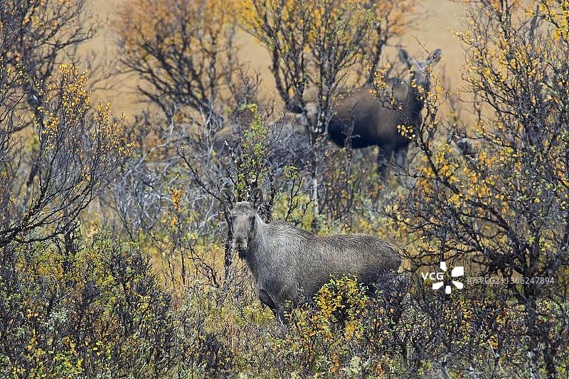 秋季斯堪的纳维亚麋鹿母子在沼泽觅食图片素材