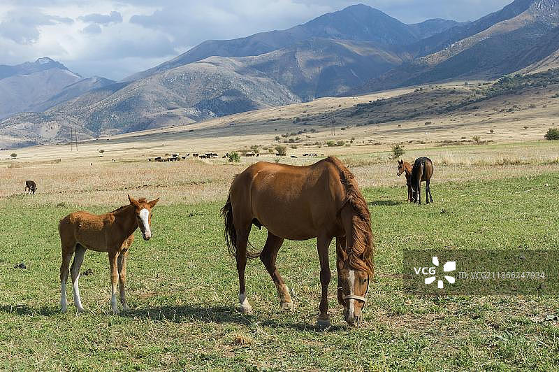 母马和小马驹，位于哈萨克斯坦南部地区的加巴格利国家公园图片素材