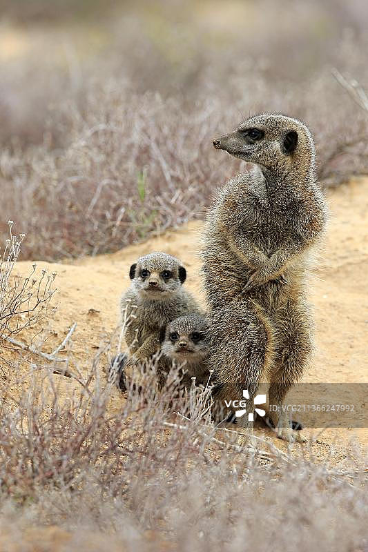 猫鼬（细尾獴），成年和幼年，南非西开普省奥茨胡恩图片素材