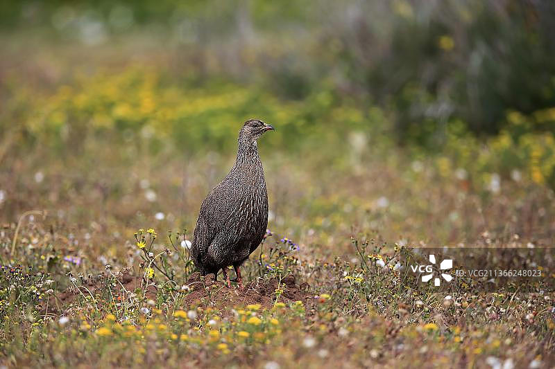 海角 spurfowl (Francolinus capensis)，成年，西海岸国家公园，西开普省，南非，非洲图片素材