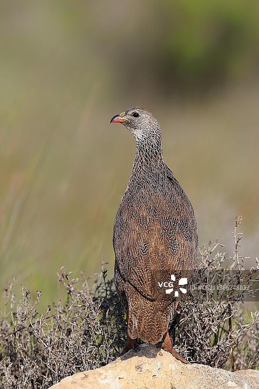 海角 spurfowl (Francolinus capensis)，成年，西海岸国家公园，西开普省，南非，非洲图片素材