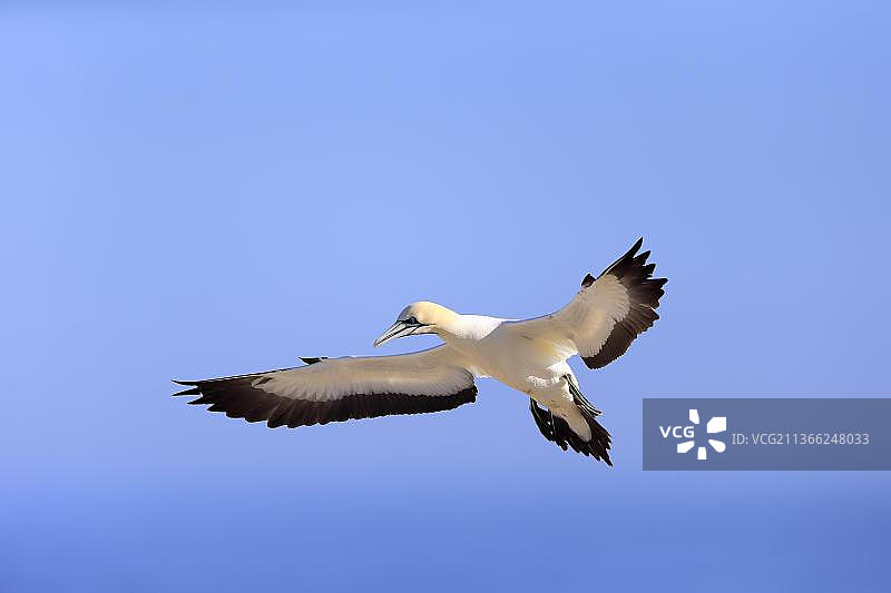 南非西开普省的开普塘鹅图片素材