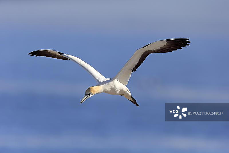 南非西开普省的开普塘鹅图片素材