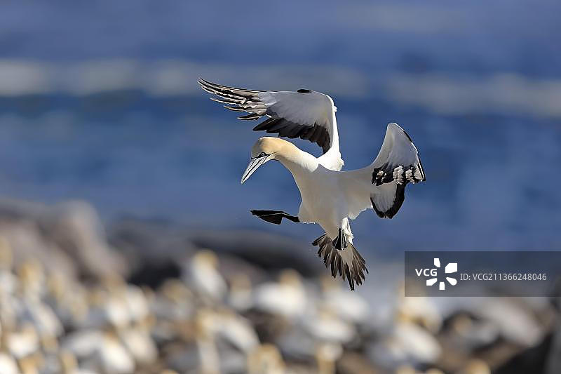 南非西开普省的开普塘鹅图片素材