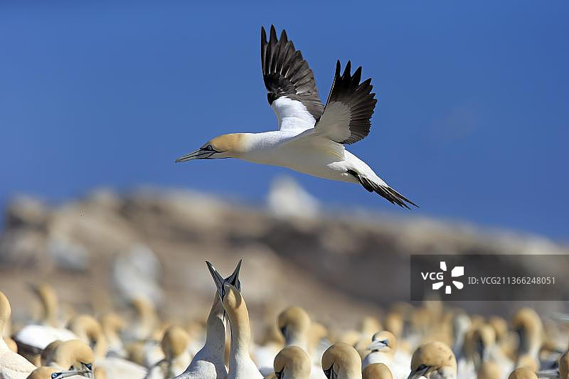 南非西开普省的开普塘鹅图片素材